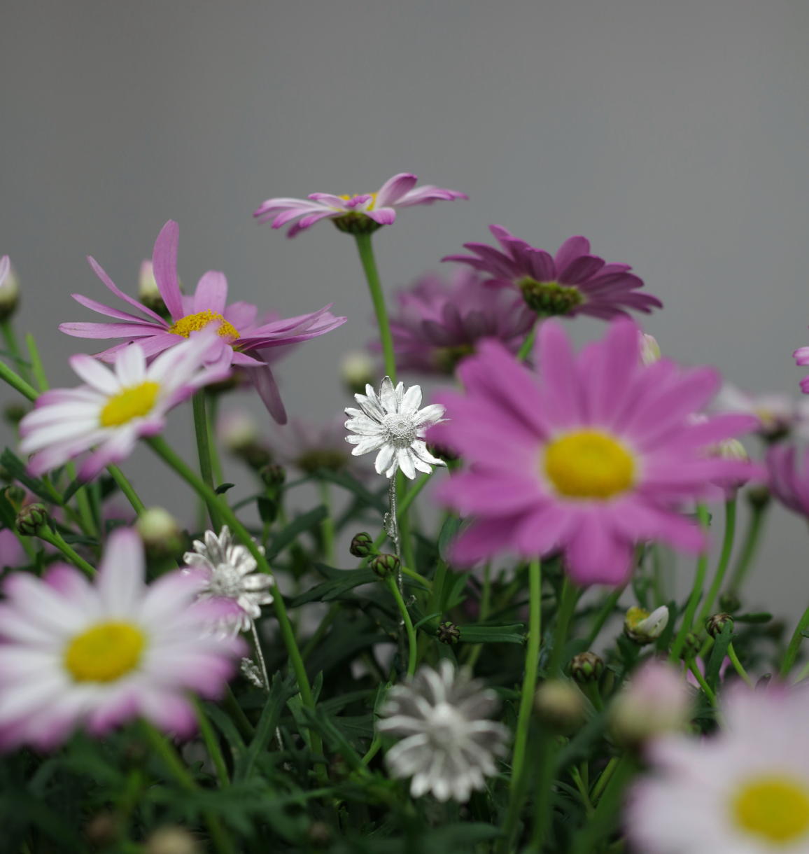 Three Sterling 925 silver daisy brooches displayed among a vibrant mix of pink and white daisies. The brooches, with their intricate floral designs, are surrounded by lush green foliage, creating a striking contrast with the colorful blooms.