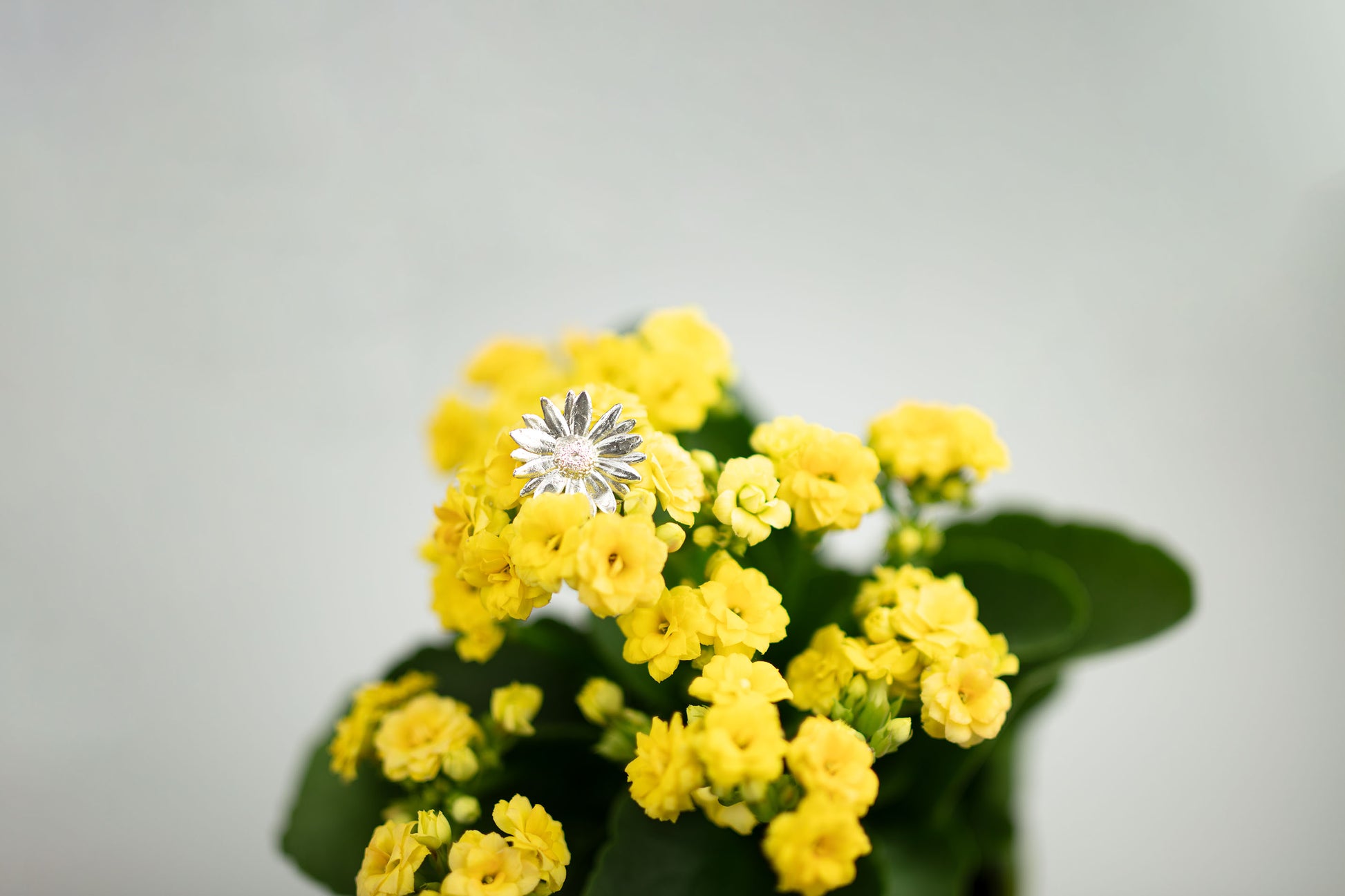 Sterling 925 silver daisy pendant displayed on vibrant yellow kalanchoe flowers, highlighting the detailed floral design of the pendant. The close-up image captures the intricate features of the pendant against the soft, bright backdrop of the yellow blooms.