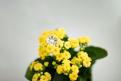 Sterling 925 silver daisy pendant displayed on vibrant yellow kalanchoe flowers, highlighting the detailed floral design of the pendant. The close-up image captures the intricate features of the pendant against the soft, bright backdrop of the yellow blooms.
