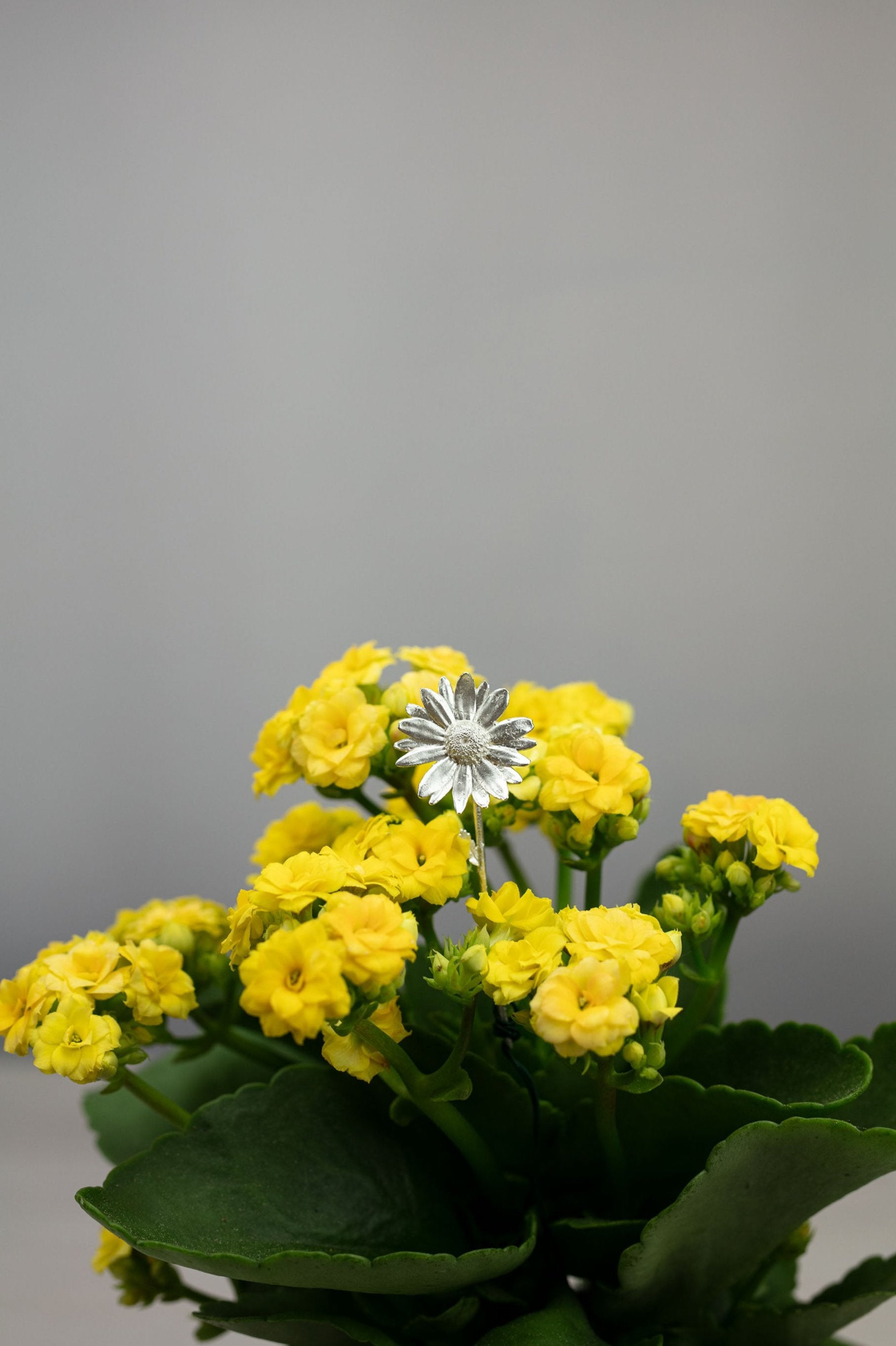 Sterling 925 silver daisy brooch displayed on vibrant yellow kalanchoe flowers, emphasizing the detailed floral design of the brooch. This close-up image captures the intricate features of the silver brooch against the soft, bright backdrop of the yellow blossoms, highlighting the contrast between the jewelry and the natural setting.