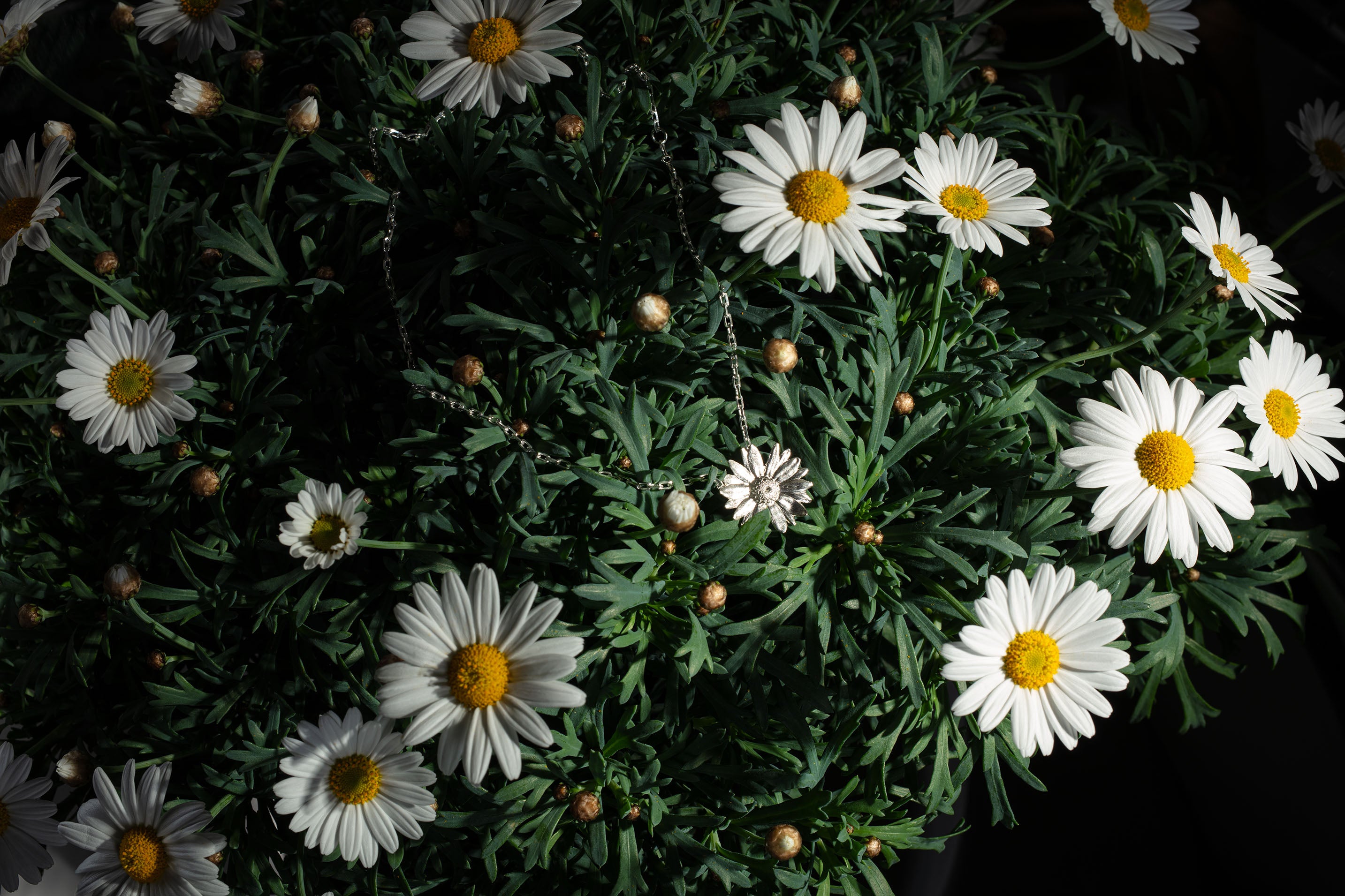 Sterling 925 silver daisy pendant necklace displayed on a vibrant green daisy plant with white daisy flowers. Close-up shot highlighting the intricate design of the floral pendant and natural beauty of the jewelry against the plant background.