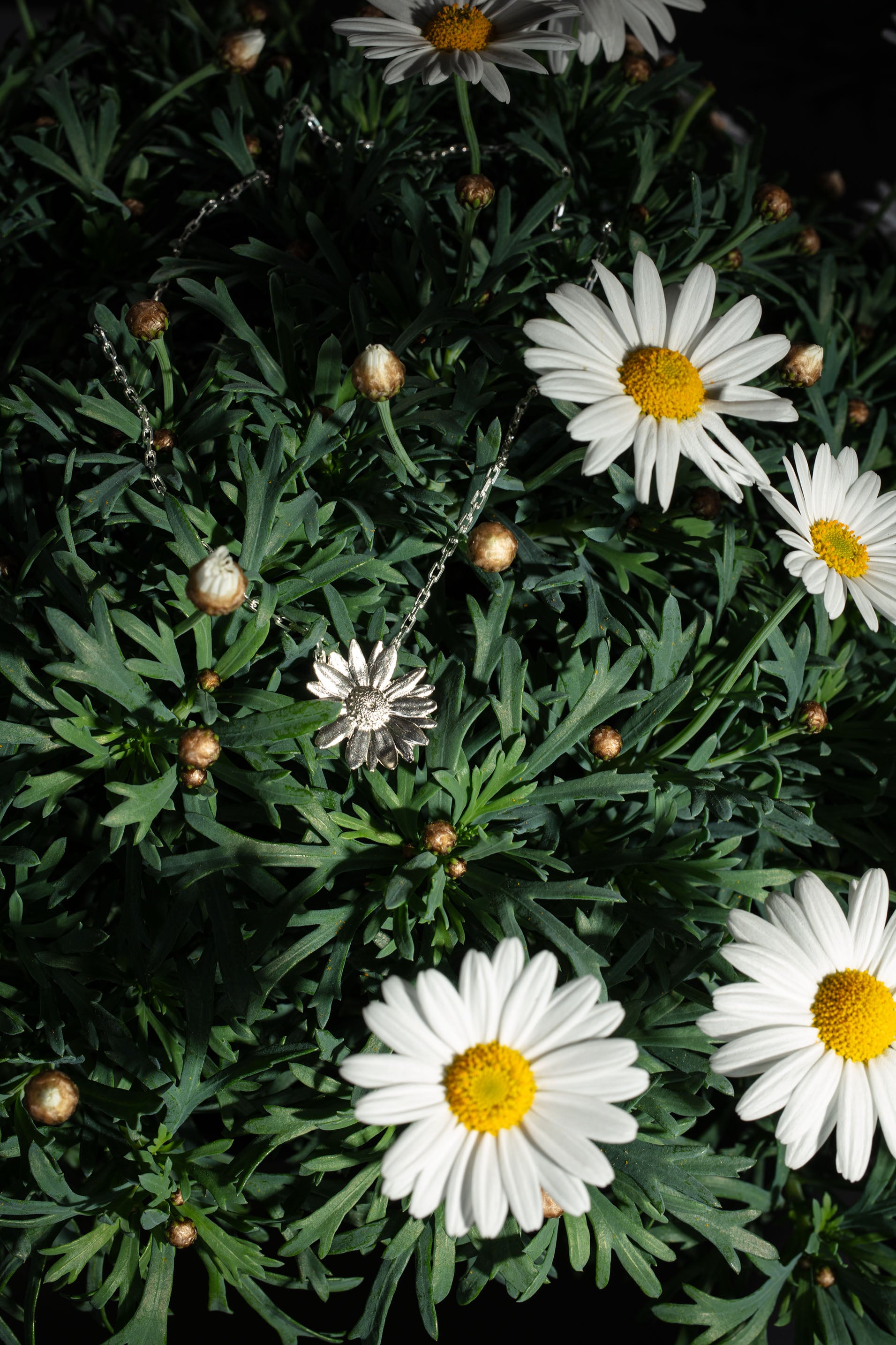 Sterling 925 silver daisy pendant necklace displayed on a vibrant green daisy plant with white daisy flowers. Close-up shot highlighting the intricate design of the floral pendant and natural beauty of the jewelry against the plant background.