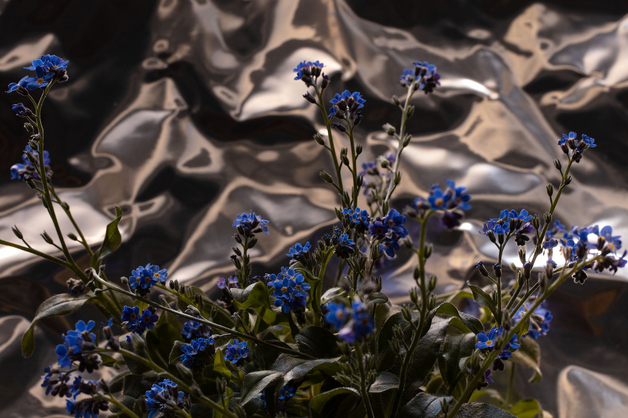 Close-up of a bunch of vibrant blue forget-me-not flowers with delicate green leaves, set against a reflective, crumpled metallic background. The soft blue flowers contrast beautifully with the shiny, textured surface, creating a striking visual composition.